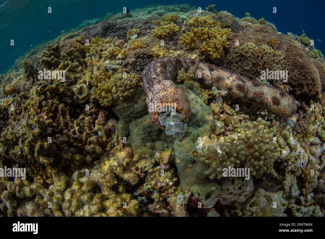 Cetriolo di mare di Graeffe (Pearsonothuria graeffe), nelle scogliere poco profonde al largo di Sandy Beach, Manta Point, Raja Ampat, Indonesia, Sud-Est asiatico, Asia Foto Stock
