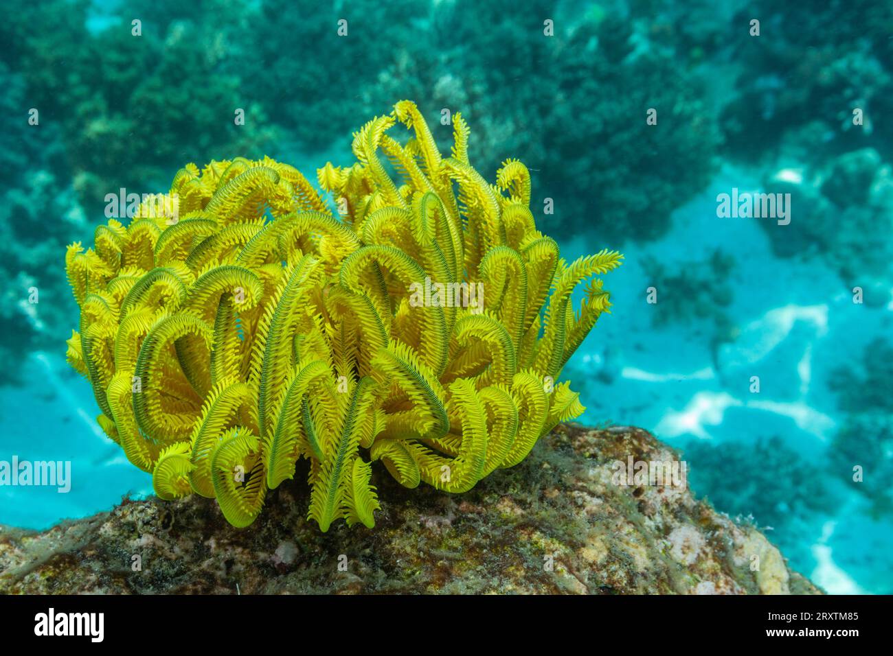 La stella delle piume di Bennett (Oxycomanthus bennetti), nelle scogliere poco profonde al largo dell'isola di Bangka, Indonesia, Sud-est asiatico, Asia Foto Stock