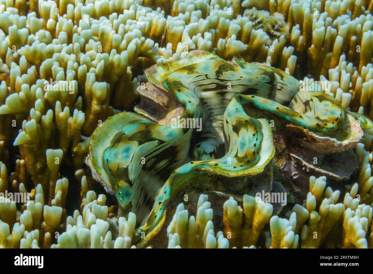 Vongole giganti di Tridacna, genere Tridacna, nelle scogliere poco profonde al largo di Port Airboret, Raja Ampat, Indonesia, Sud-est asiatico, Asia Foto Stock