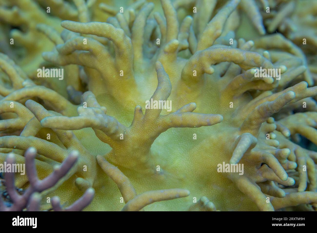 Primo piano dei polipi corallini, la barriera corallina dell'isola di Kawe, Raja Ampat, Indonesia, Sud-est asiatico, Asia Foto Stock