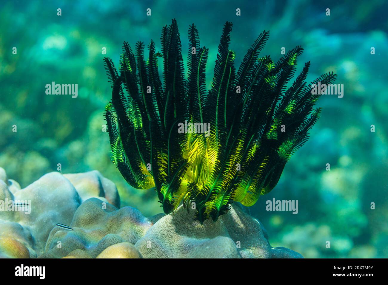 La stella delle piume di Bennett (Oxycomanthus bennetti), nelle scogliere poco profonde al largo dell'isola di Bangka, Indonesia, Sud-est asiatico, Asia Foto Stock