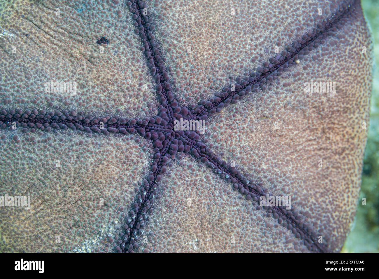 Cuscino a stella (Culcita novaeguineae), nelle macerie poco profonde al largo dell'isola di Kri, Raja Ampat, Indonesia, Sud-est asiatico, Asia Foto Stock