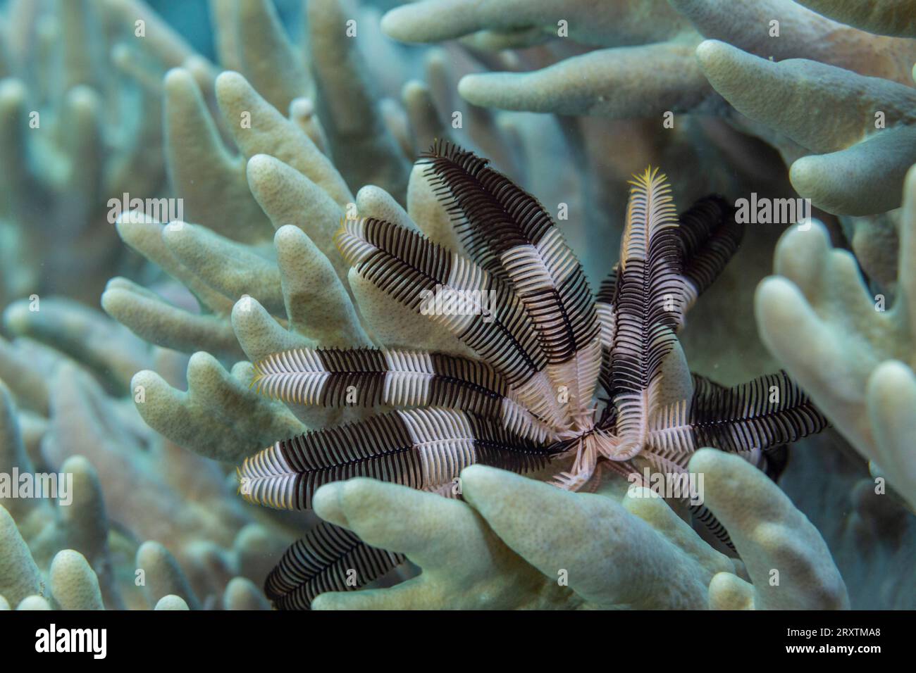 Crinoid della famiglia Mariametridae, nelle scogliere poco profonde al largo dell'isola di Bangka, Indonesia, Sud-est asiatico, Asia Foto Stock