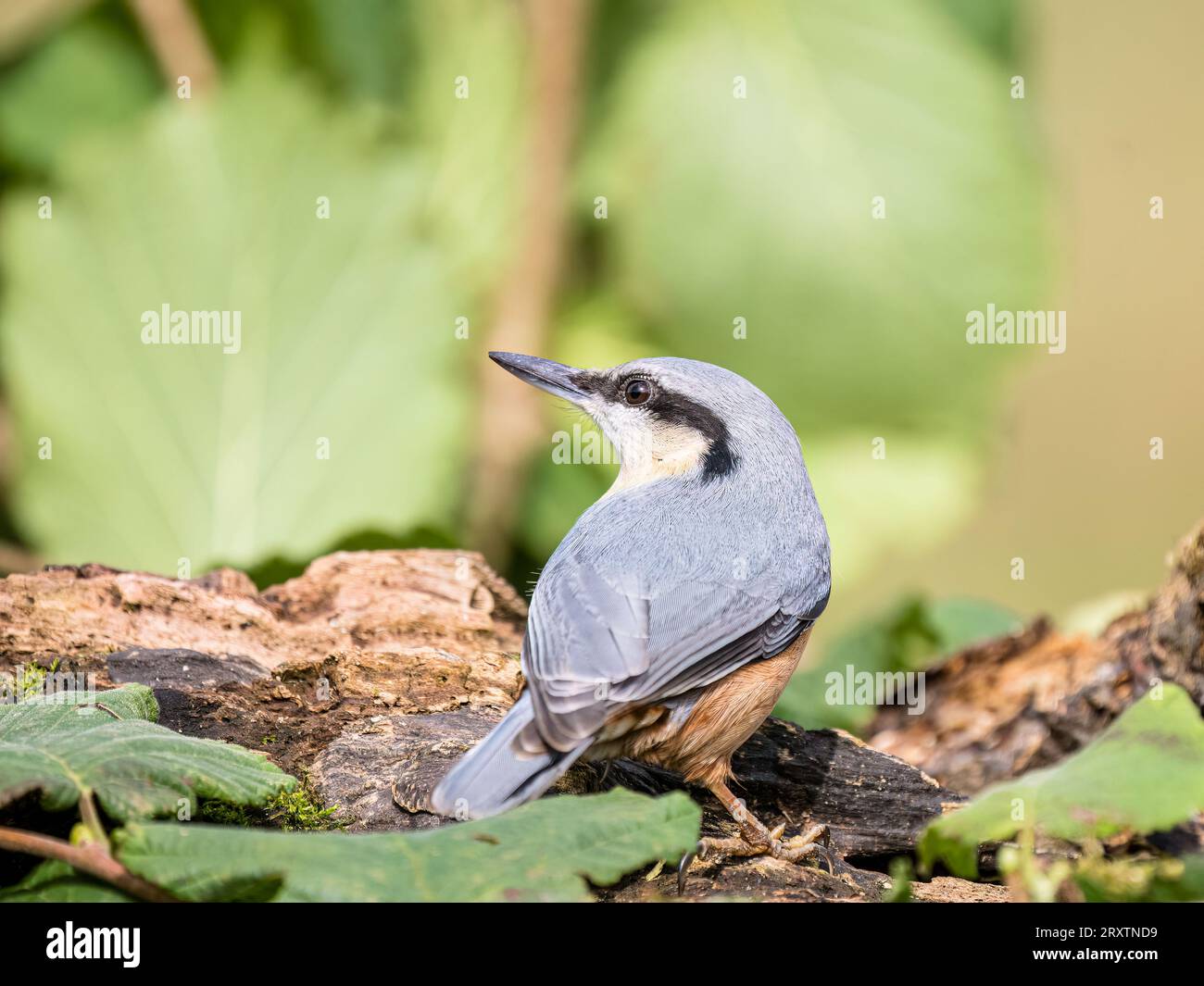 Foraggio europeo di nuthatch all'inizio dell'autunno nel Galles centrale Foto Stock