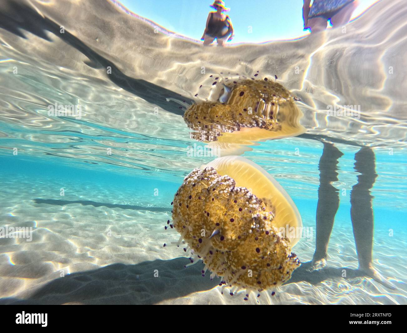 27 settembre 2023, Spagna, Sitges: Una medusa fritta (Cotylorhiza tuberculata) nuota in mare in acque profonde al ginocchio accanto ai bagnanti. Sembrano interessanti, assomigliano a un uovo fritto dall'alto e rendono nervosi i bagnanti - sulla costa della Catalogna, le meduse stanno galleggiando di nuovo vicino alla spiaggia, tra cui le cosiddette meduse fritte. Un bagnino nella località balneare di Sitges ha detto all'agenzia di stampa tedesca che ora sono tornati in spiaggia, soprattutto nelle giornate ancora calde. Ha detto che rendono i bagnanti nervosi, ma in realtà sono innocui. Foto: Thomas Müller/dpa Foto Stock