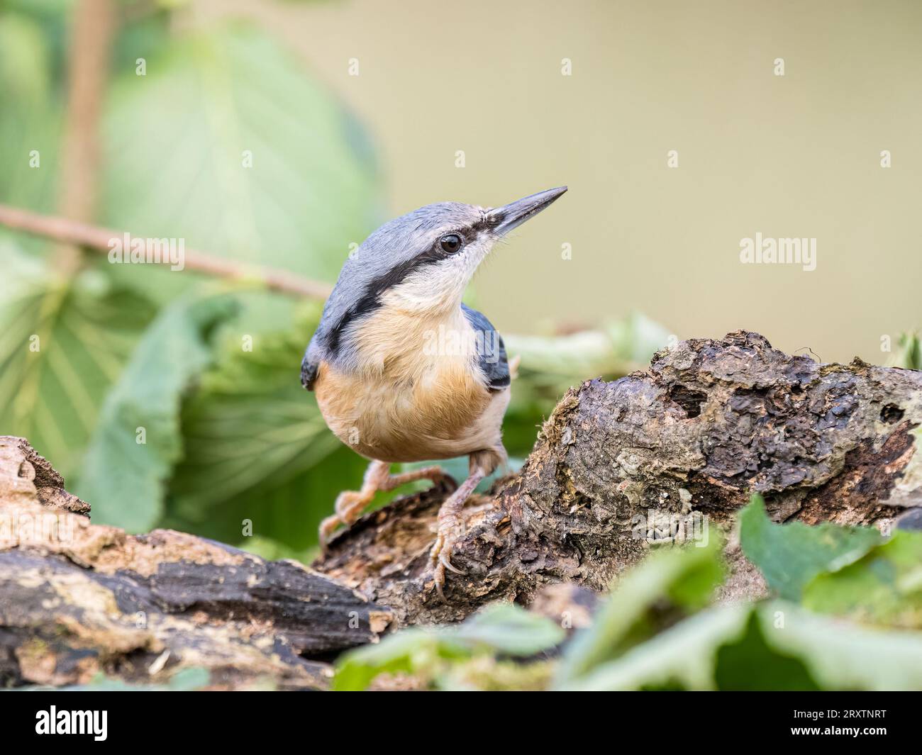 Foraggio europeo di nuthatch all'inizio dell'autunno nel Galles centrale Foto Stock