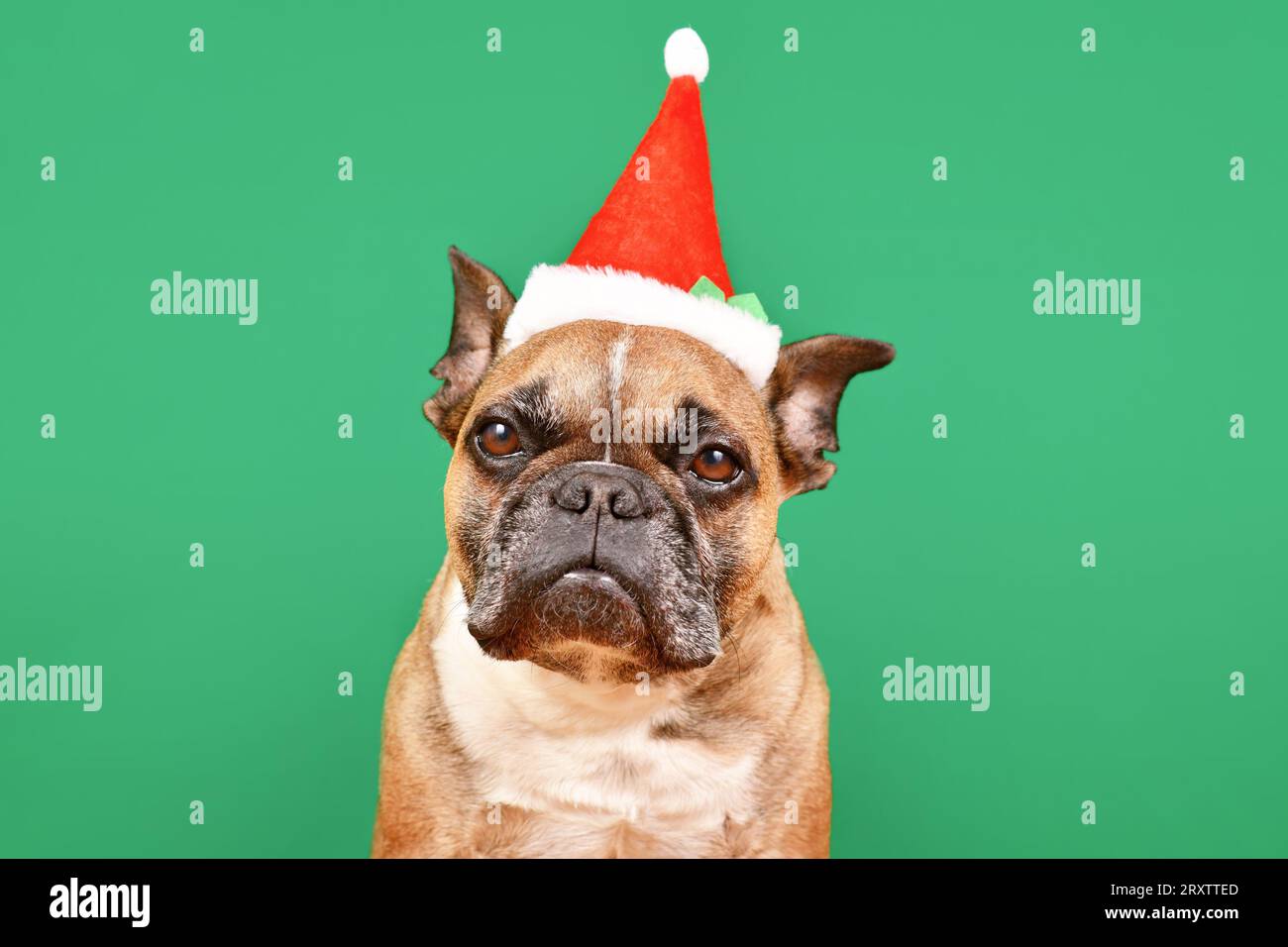 Cane Bulldog francese vestito con un piccolo cappello rosso di Natale di Babbo Natale davanti a sfondo verde Foto Stock