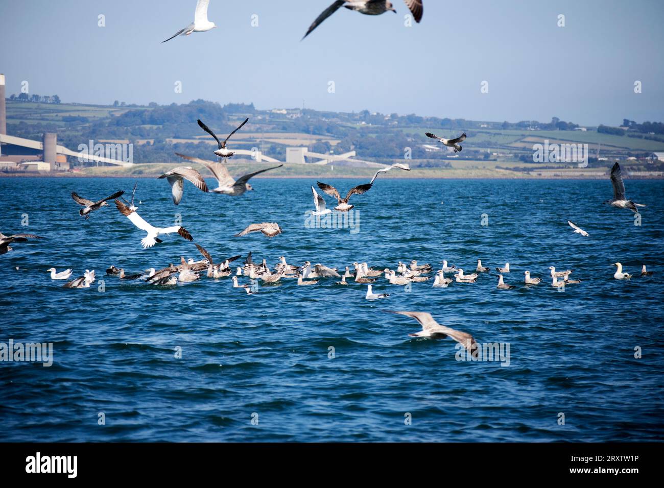 stormo di uccelli marini circonda un branco di pesci esche sulla superficie del belfast lough, irlanda del nord, regno unito grandi stormi di uccelli sulla superficie indicano il Foto Stock