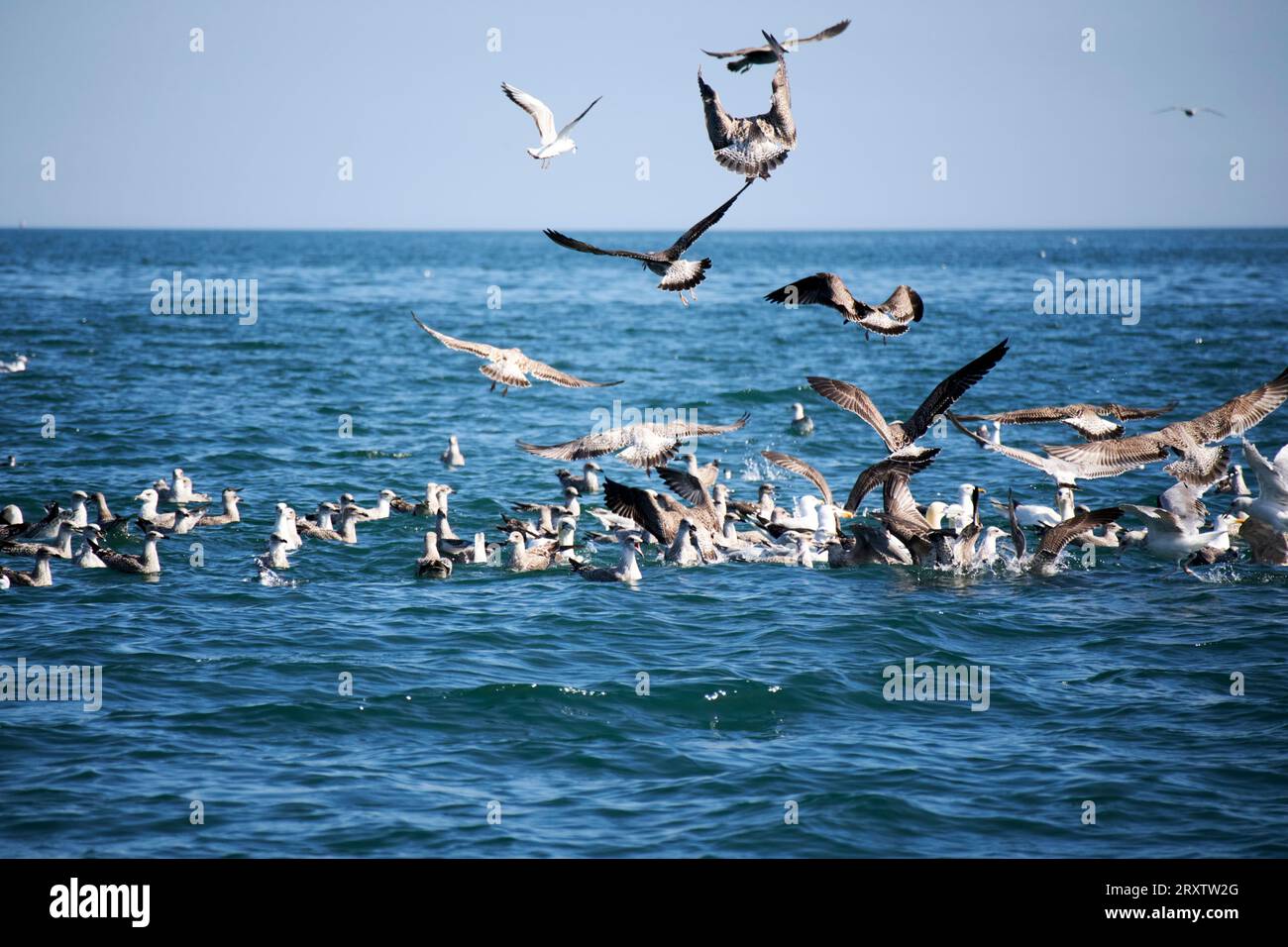 stormo di uccelli marini circonda un branco di pesci esche sulla superficie del belfast lough, irlanda del nord, regno unito grandi stormi di uccelli sulla superficie indicano il Foto Stock