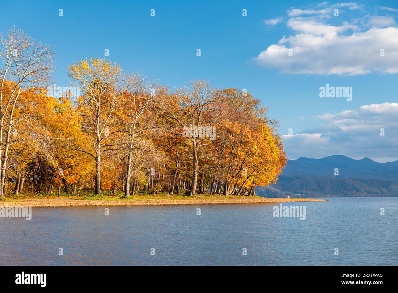 Vivaci colori autunnali sul lago Toya, lago vulcanico con alberi su una spiaggia sabbiosa, Abuta, Hokkaido, Giappone, Asia Foto Stock