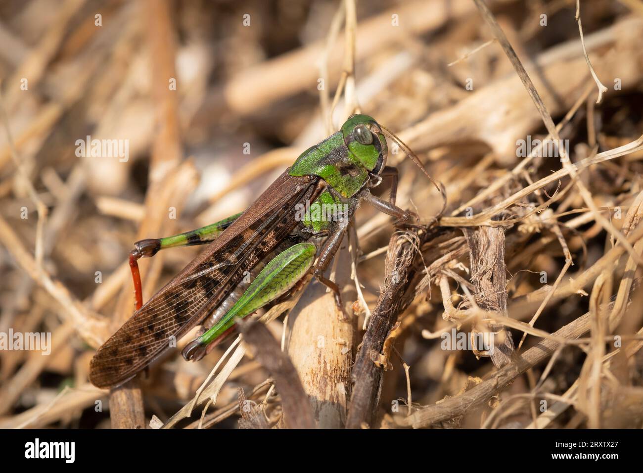 Una locusta migratoria (Locusta migratoria) che riposa sul terreno, Cherso (Croazia) Foto Stock