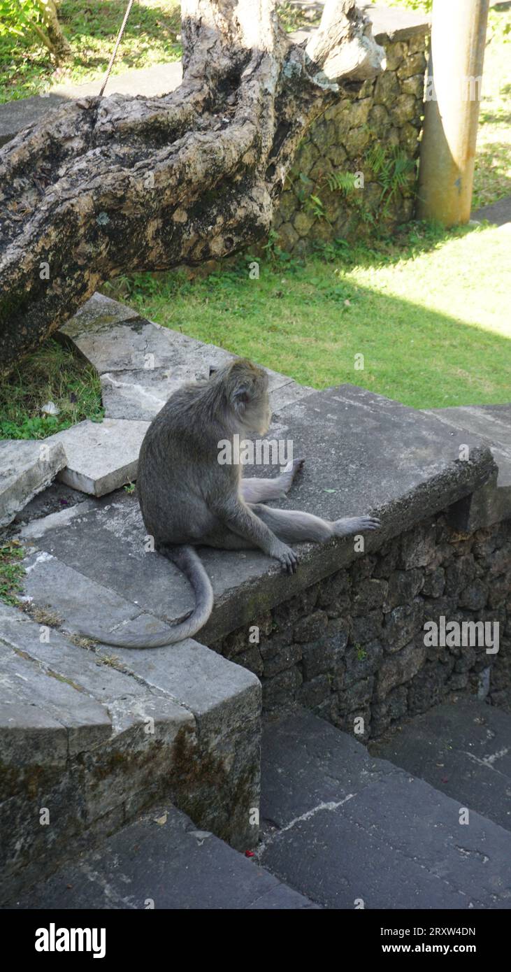 Da sola Monkey siede Foto Stock