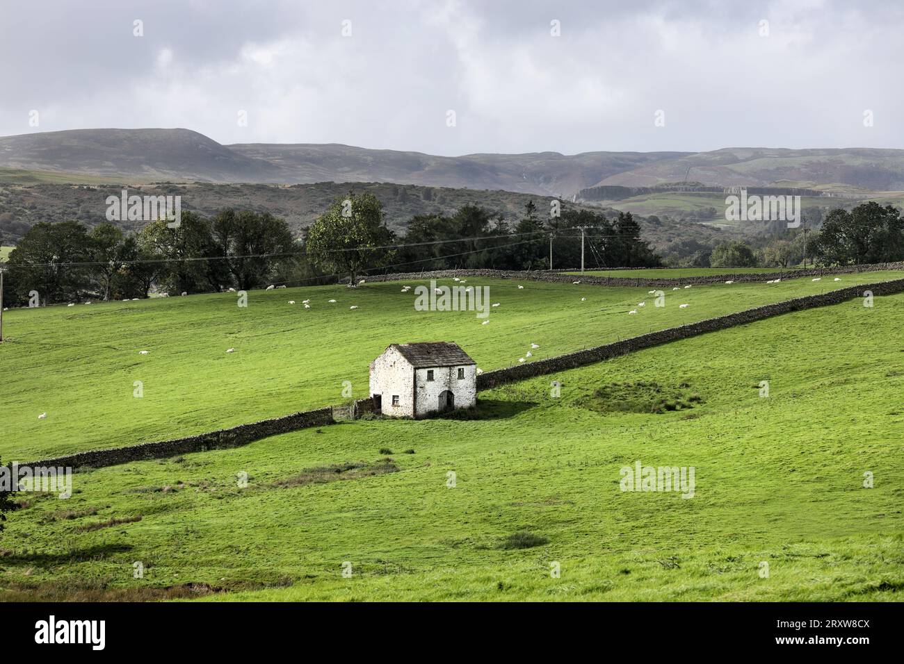 Tradizionale fienile imbiancato con pecore al pascolo, Bowlees, Upper Teesdale, County, Durham, REGNO UNITO Foto Stock