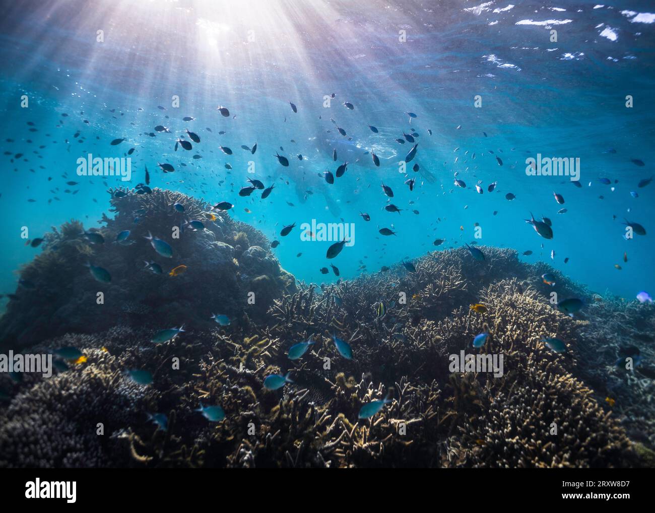 Una barriera corallina poco profonda con pesci ovunque, sagome di amanti dello snorkeling e raggi di luce che brillano attraverso la superficie dell'acqua Foto Stock