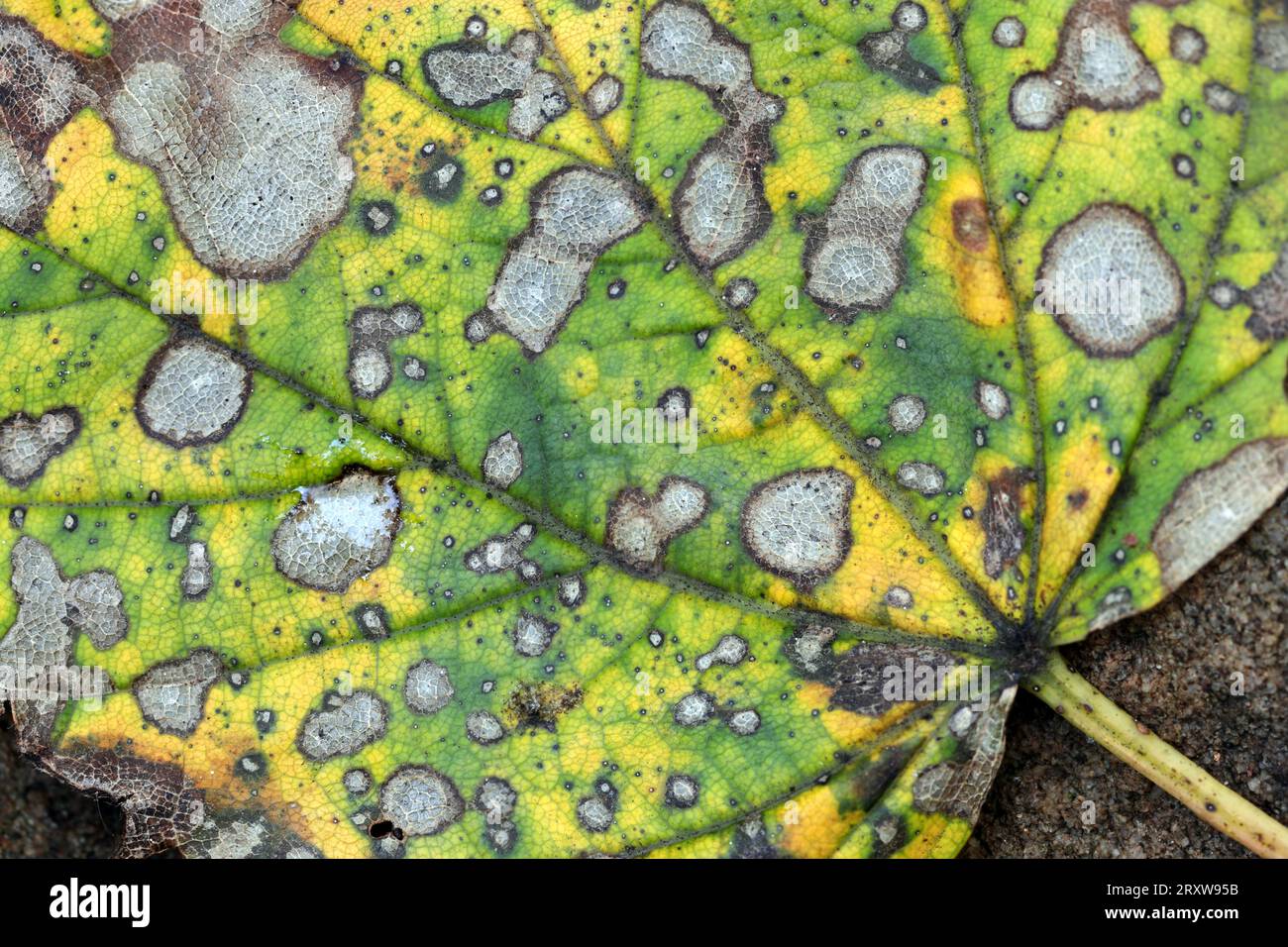 Foglie di Sycamore in decadenza (Acer pseudoplatanus) colpite da Tar Spot Fungus in autunno, Teesdale, County Durham, Regno Unito Foto Stock