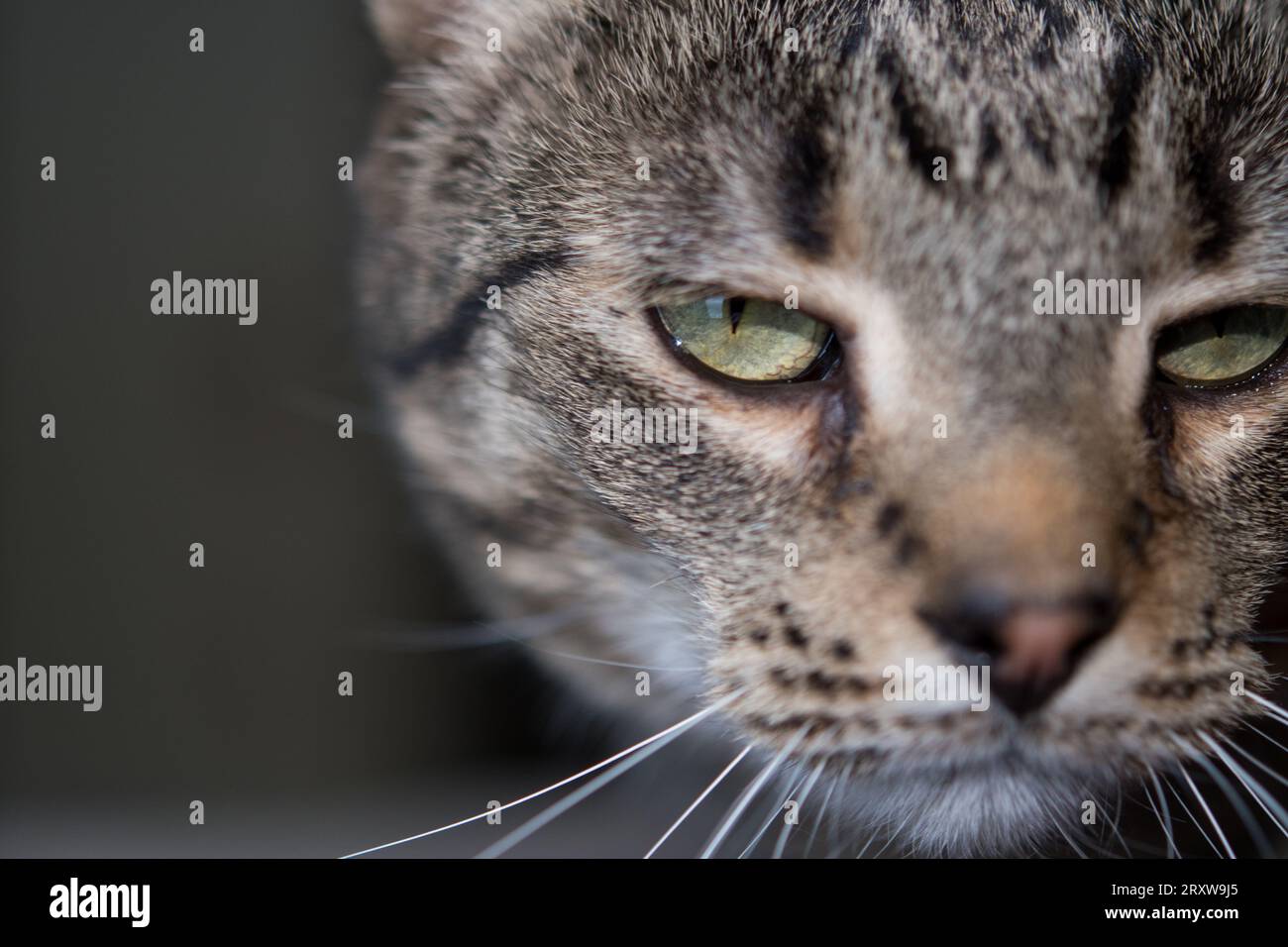 Primo piano di un gatto domestico a pelo corto con strisce grigie e nere Foto Stock