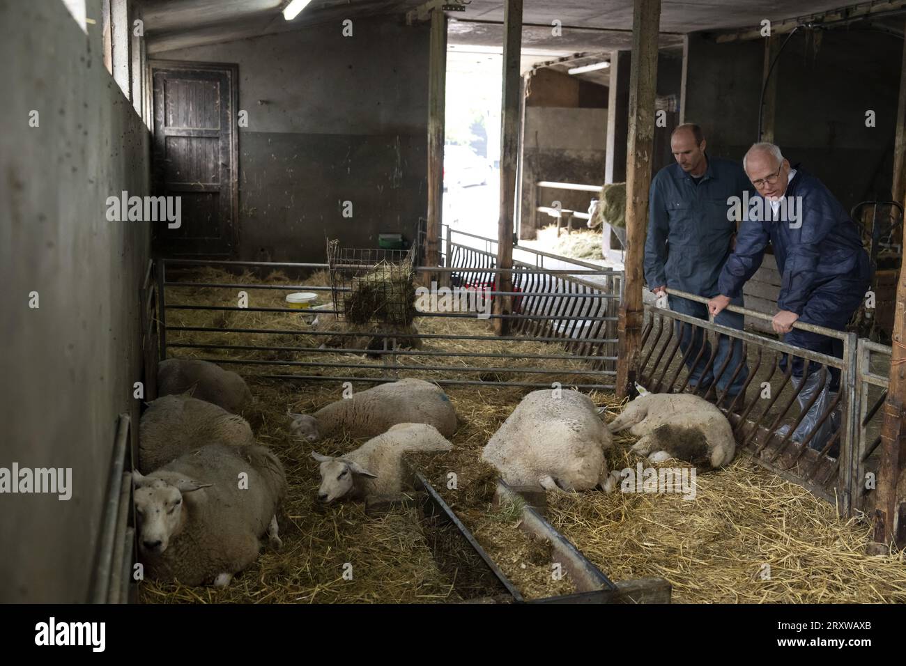 NEDERHORST DEN BERG - il ministro dell'Agricoltura uscente Piet Adema visita un'azienda che è stata colpita dal virus della febbre catarrale degli ovini. La malattia si diffonde rapidamente nei Paesi Bassi tra ruminanti come ovini, caprini e mucche. Circa il 10% degli animali infetti muore a causa della malattia. ANP SANDER KONING netherlands Out - belgio Out Foto Stock