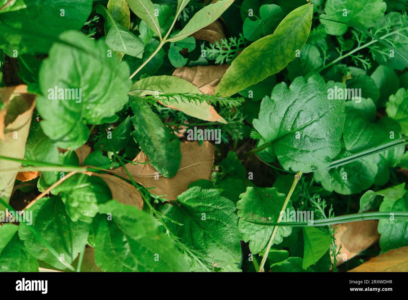 Plantago Major ci sono vene parallele che divergono in foglie più larghe. Le infiorescenze su steli lunghi con picchi brevi numerose minuscole impollinate dal vento Foto Stock