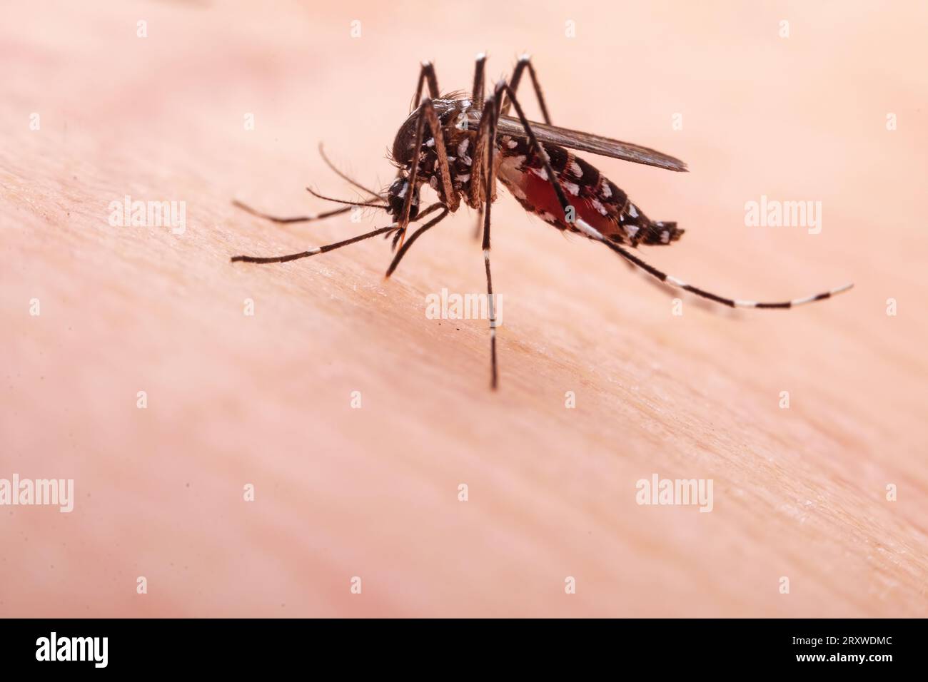 Le zanzare succhiano sangue sulla pelle umana Foto Stock