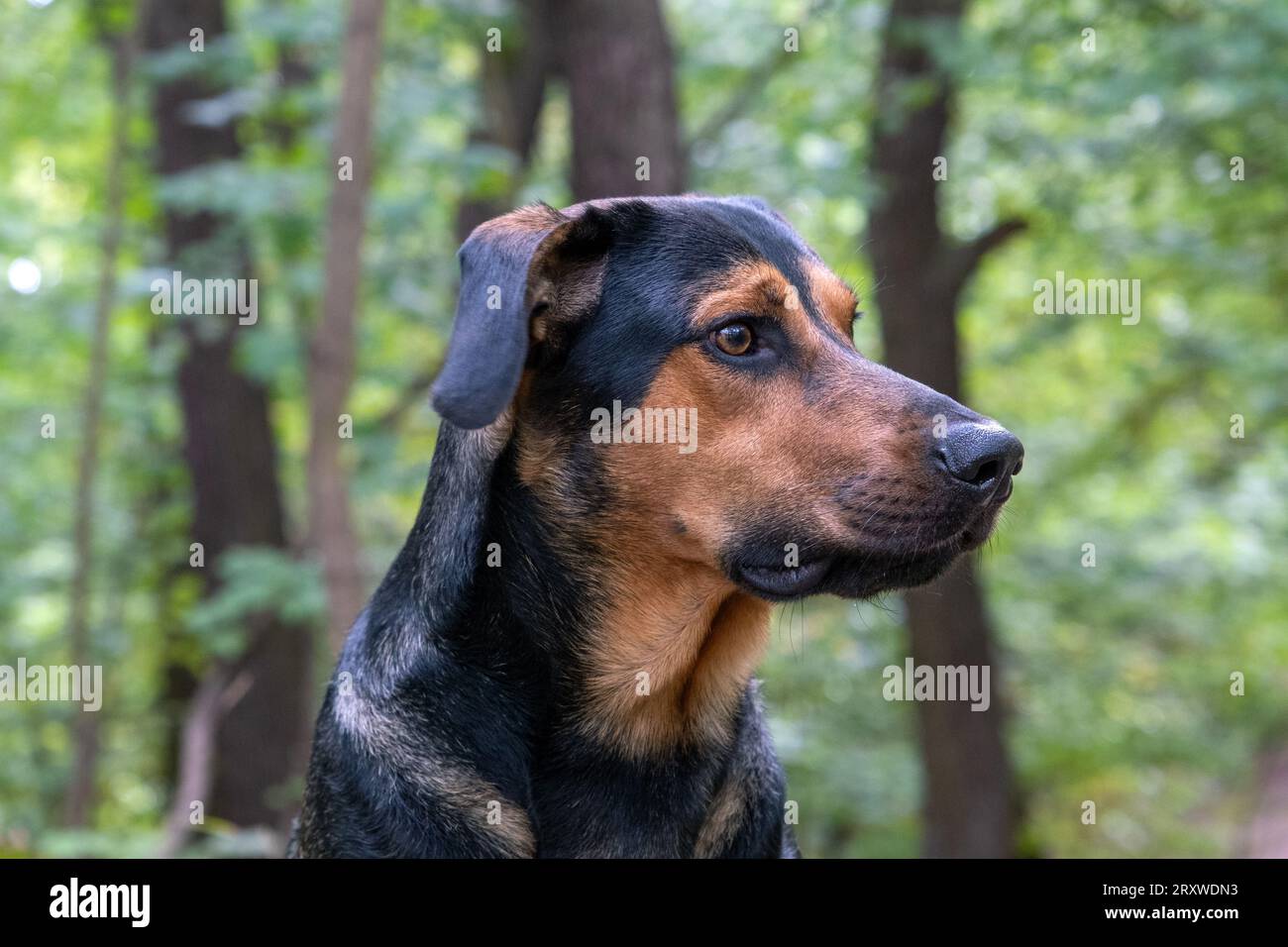 ritratto di cane nella foresta, mix di razza nella foresta Foto Stock