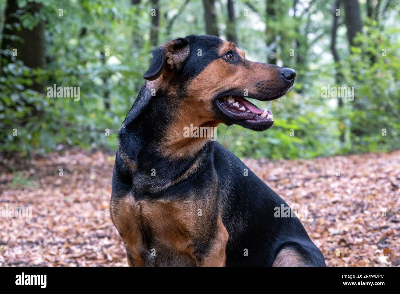 mischia razza nella foresta, ritratto di cane nella foresta Foto Stock