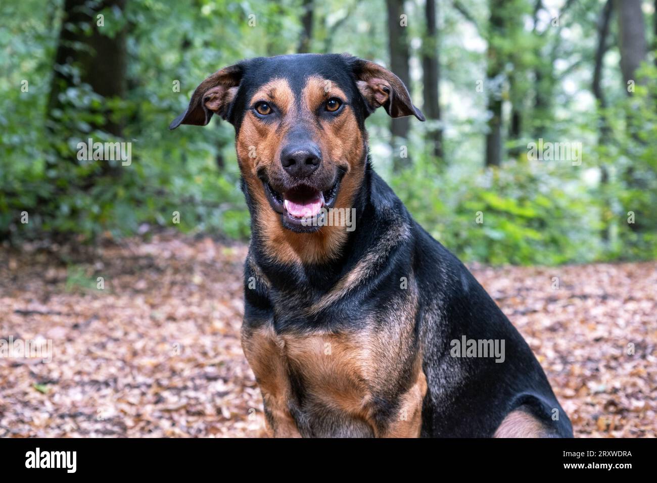 mischia razza nella foresta, ritratto di cane nella foresta Foto Stock