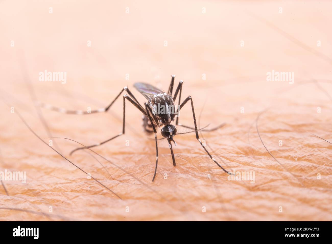 Le zanzare succhiano sangue sulla pelle umana Foto Stock