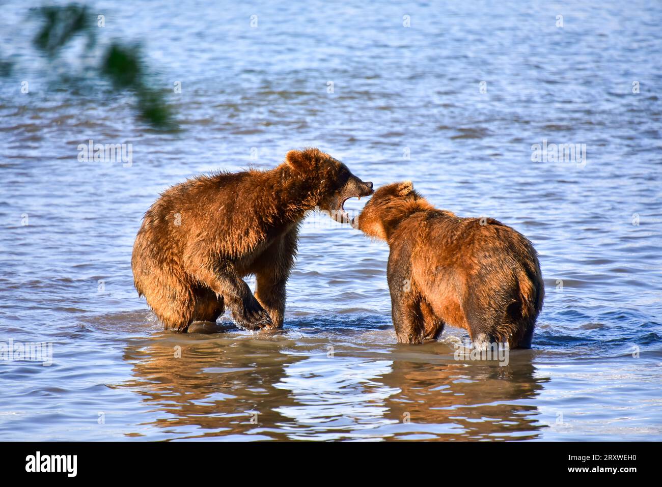 grizzly orsi di freddo nel lago Kurile, Kamatchka, Russia Foto Stock