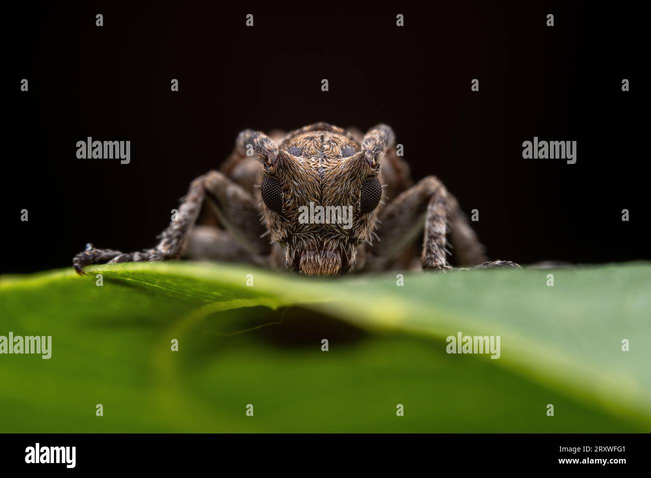 Il coleottero longicorno vive nelle piante selvatiche Foto Stock