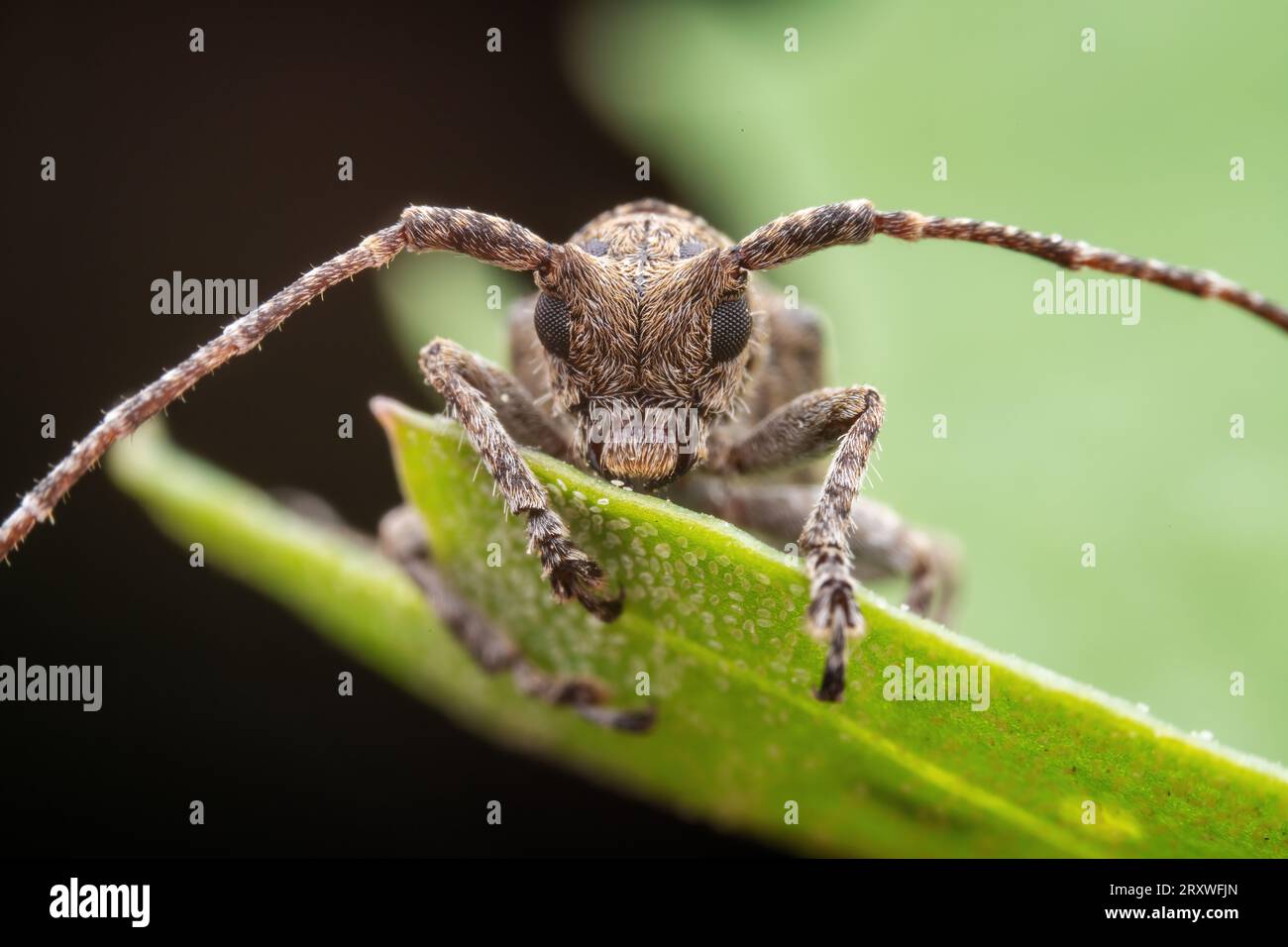 Il coleottero longicorno vive nelle piante selvatiche Foto Stock