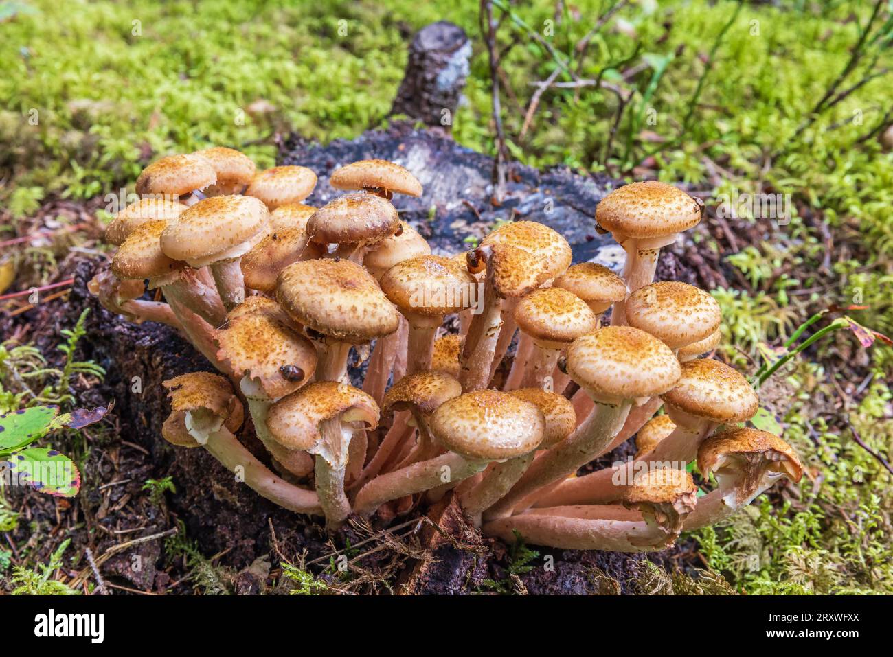 Fungo del miele con coleotteri in una foresta Foto Stock