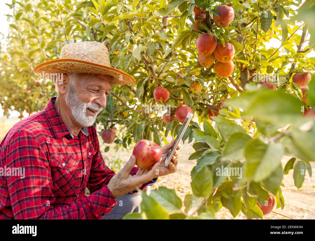 Agricoltore anziano che controlla la qualità della frutta di mela rossa prima del raccolto in autunno Foto Stock