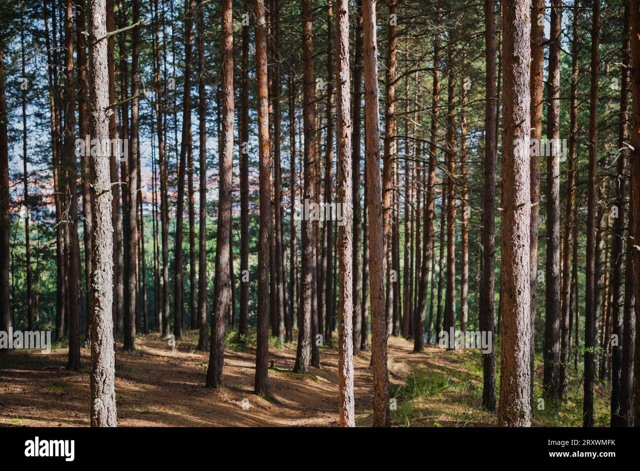 Sentieri nella pineta, recupero e relax, passeggiate nella foresta o bagni nella foresta Foto Stock