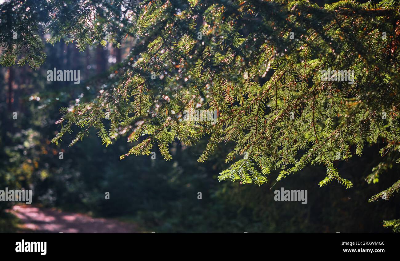 Ramo di abete nei raggi del sole nascente nella foresta, sfondo con spazio di copia Foto Stock