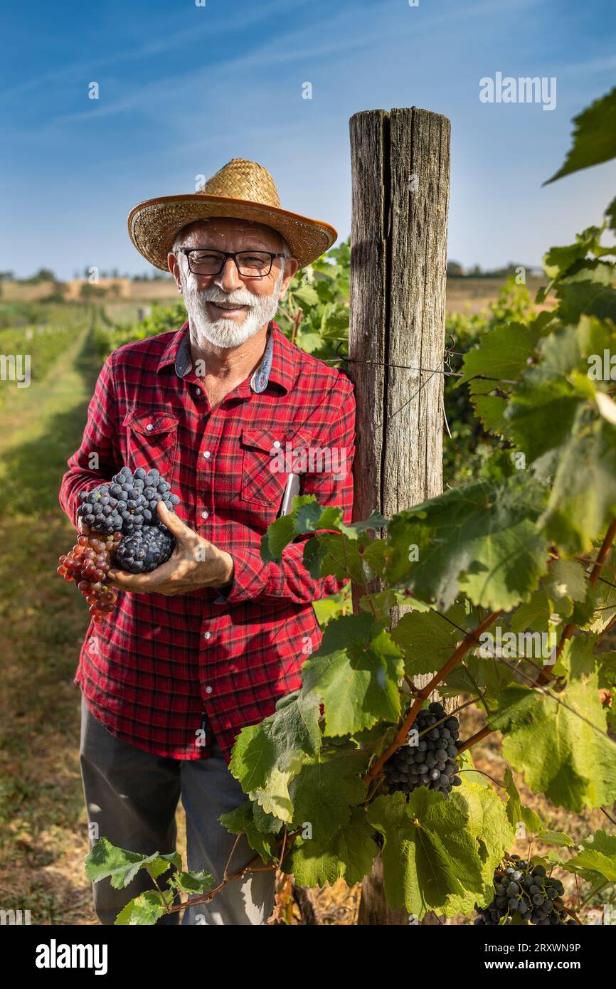 Buon agricoltore anziano che tiene in mano l'uva in vigna Foto Stock