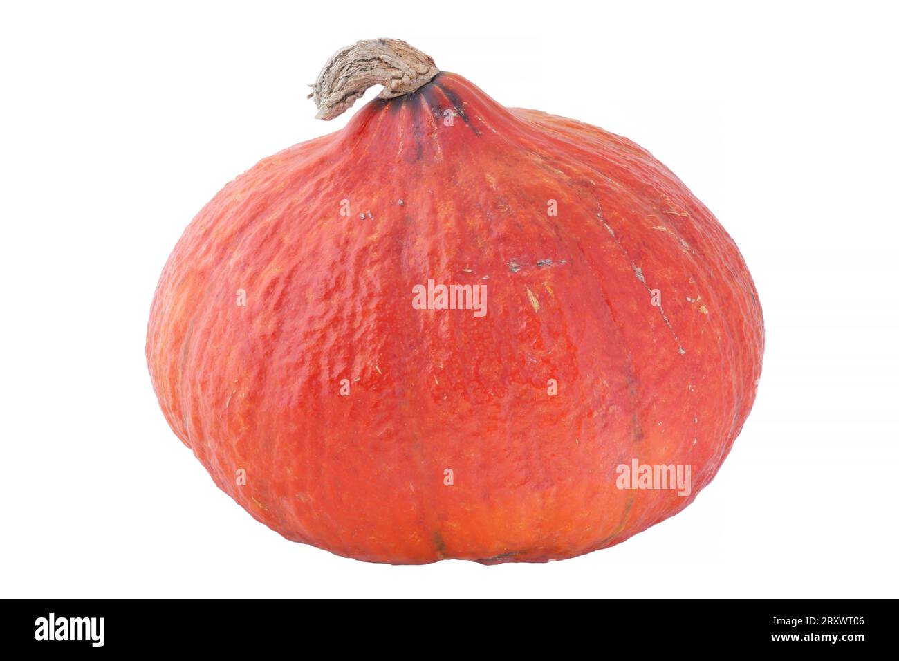 zucca kuri rossa matura isolata su sfondo bianco Foto Stock