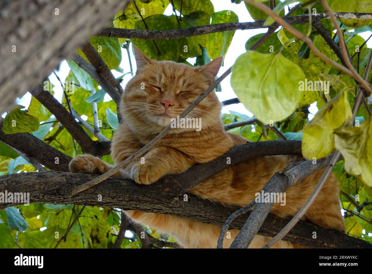Un gatto arancio gioca a sbirciare in un giardino cinese Foto Stock