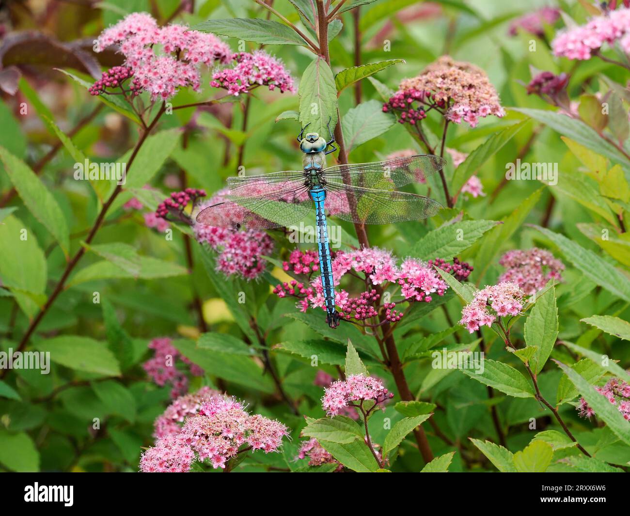 Emperor Dragonfly (Anax imperator) maschio che riposa sulla pianta Spiraea in giardino, Herefordshire, Inghilterra, giugno Foto Stock