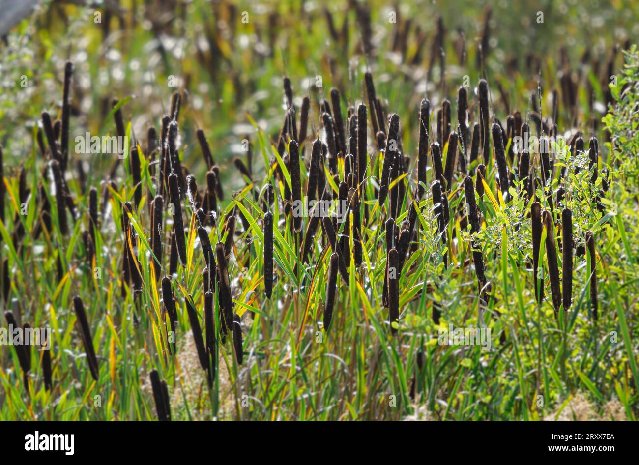 Bulrush o acino comune Typha latifolia fiorito spike che costeggiano un lago del Gloucestershire Foto Stock