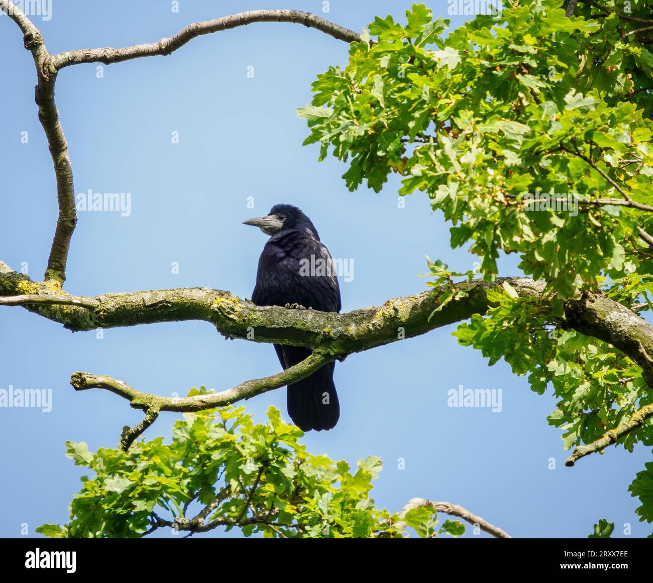 Rook Corvus frugilegus che guarda in basso dai rami di un albero di quercia nel Gloucestershire, Regno Unito Foto Stock