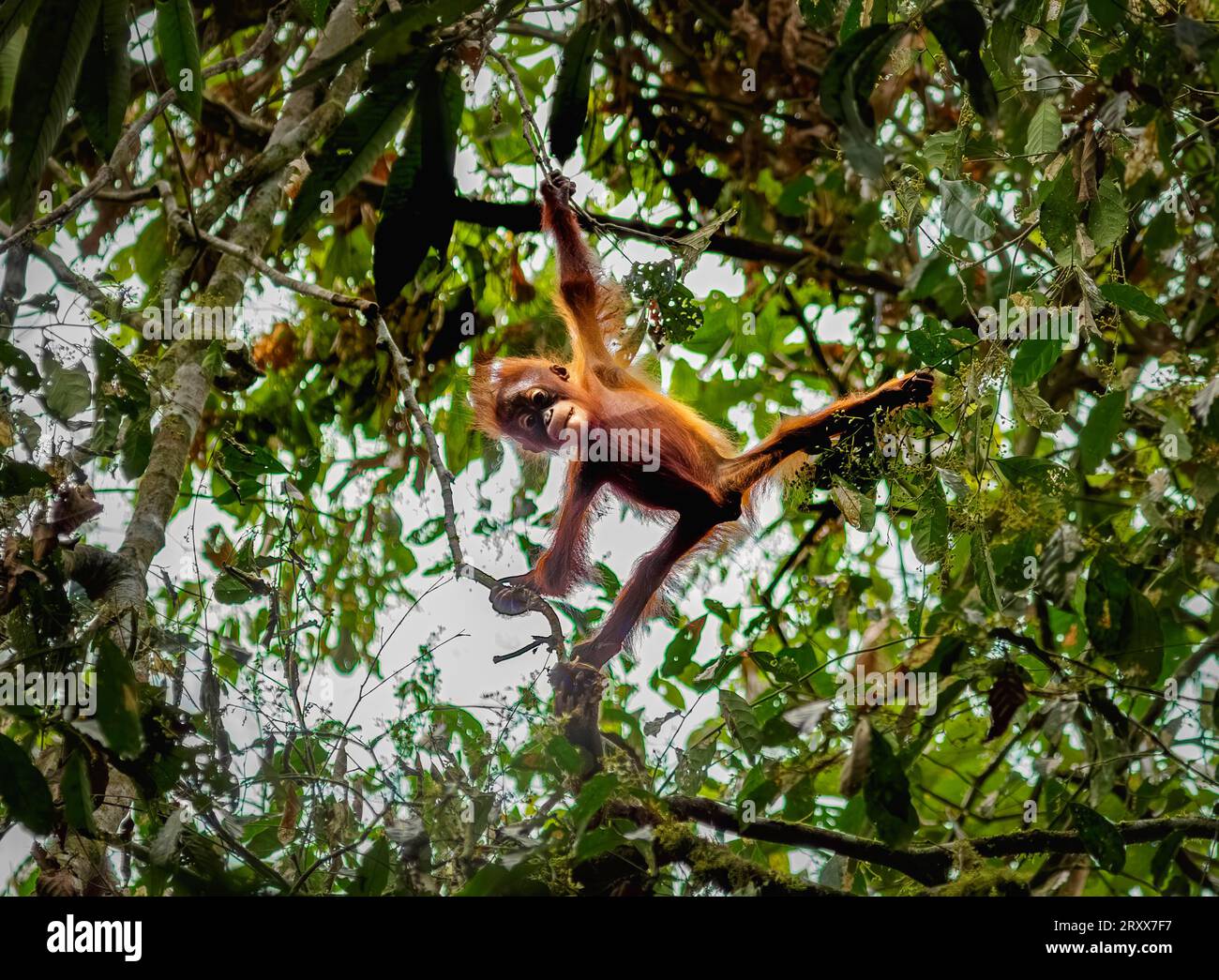 Giovani oranghi selvatici Pongo pygmaeus che guardano dall'alto nella foresta nella valle del Danum Sabah Borneo Foto Stock