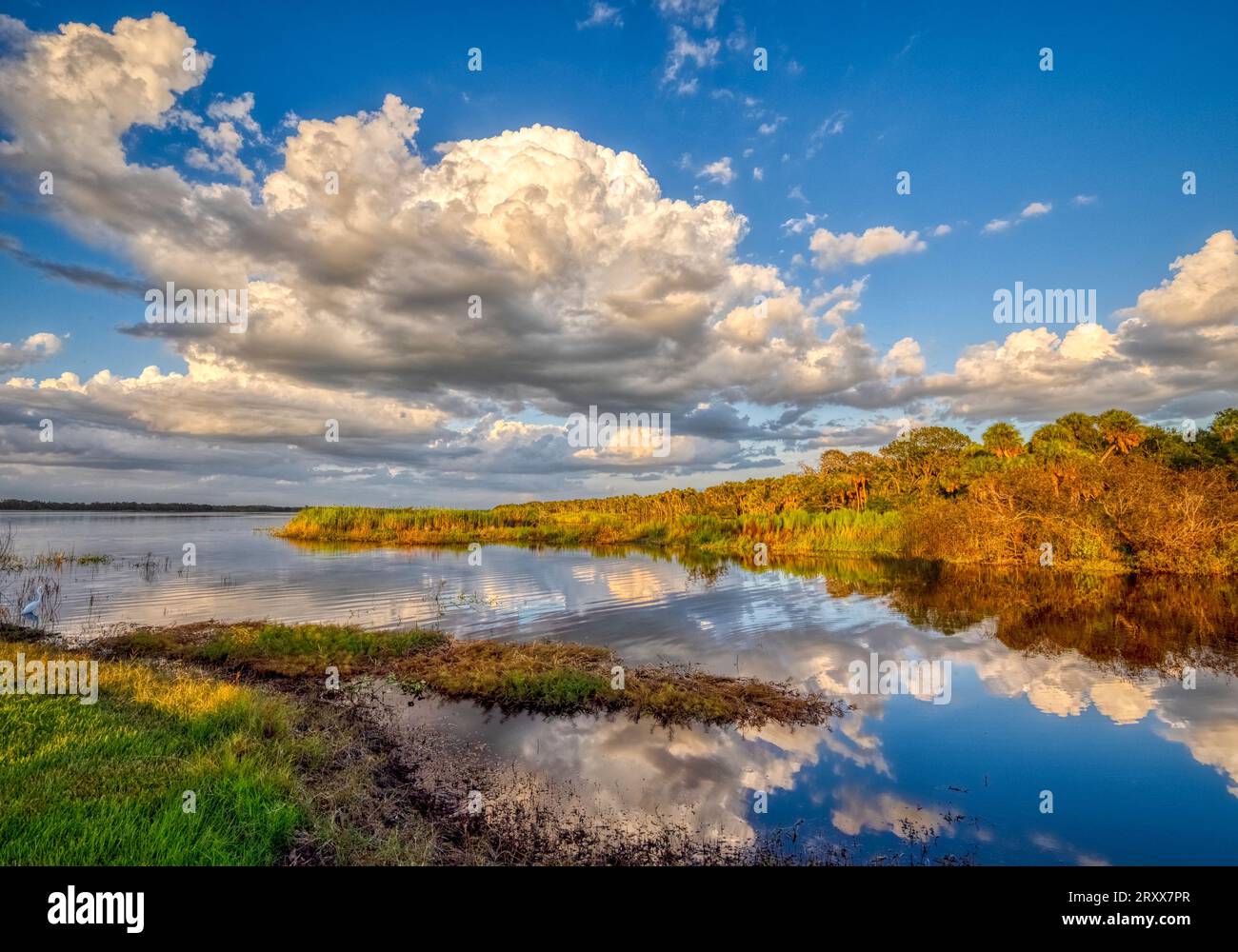 Nel tardo pomeriggio riscopri la costa dell'Upper Myakka Lake nel Myakka River State Park a Sarasota, Florida, USA Foto Stock