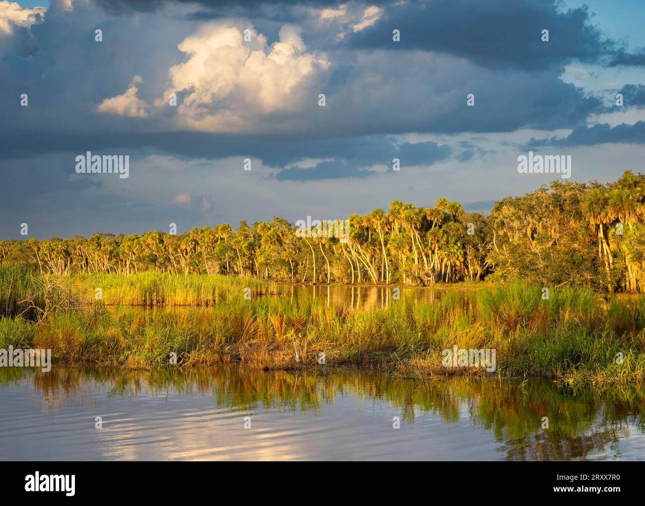 Nel tardo pomeriggio riscopri la costa dell'Upper Myakka Lake nel Myakka River State Park a Sarasota, Florida, USA Foto Stock