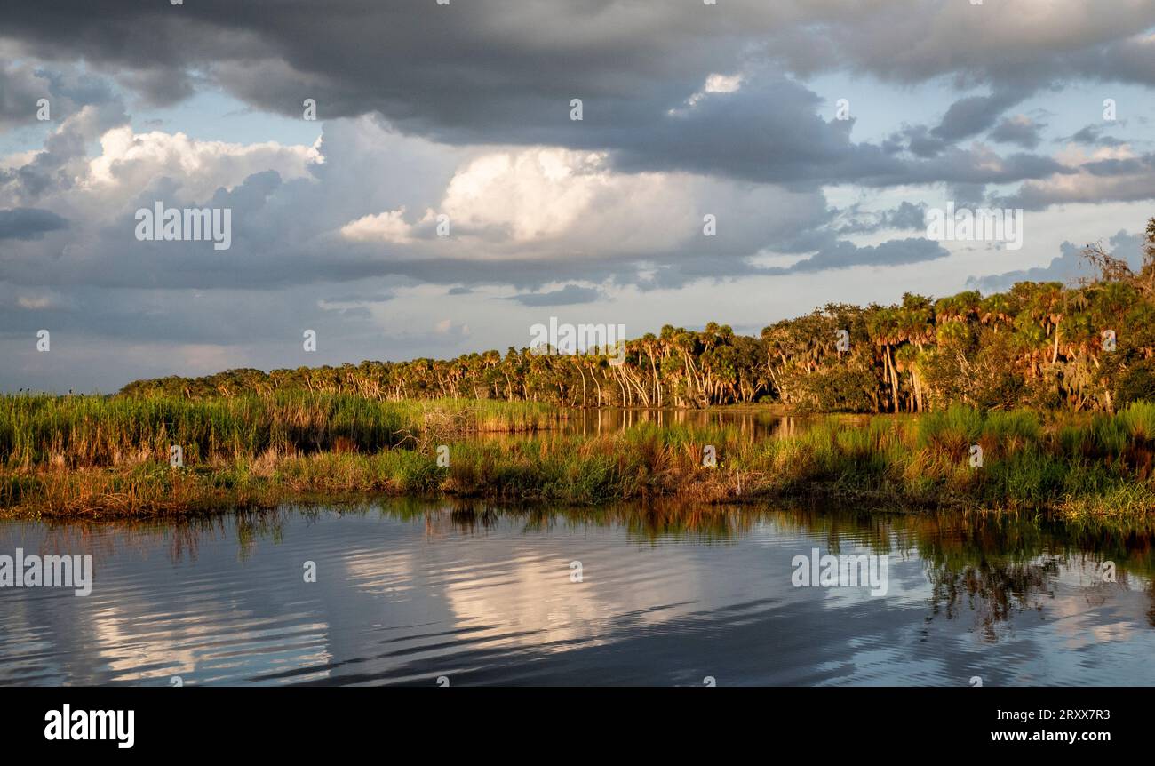 Nel tardo pomeriggio riscopri la costa dell'Upper Myakka Lake nel Myakka River State Park a Sarasota, Florida, USA Foto Stock