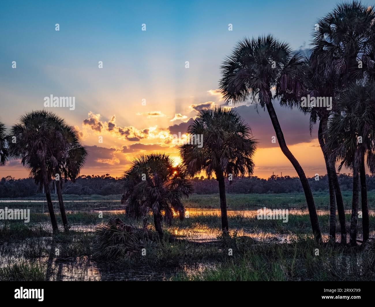 Sole con i raggi del sole nel cielo blu con le nuvole al tramonto sul Myakka River State Park a Sarasota, Florida, USA Foto Stock