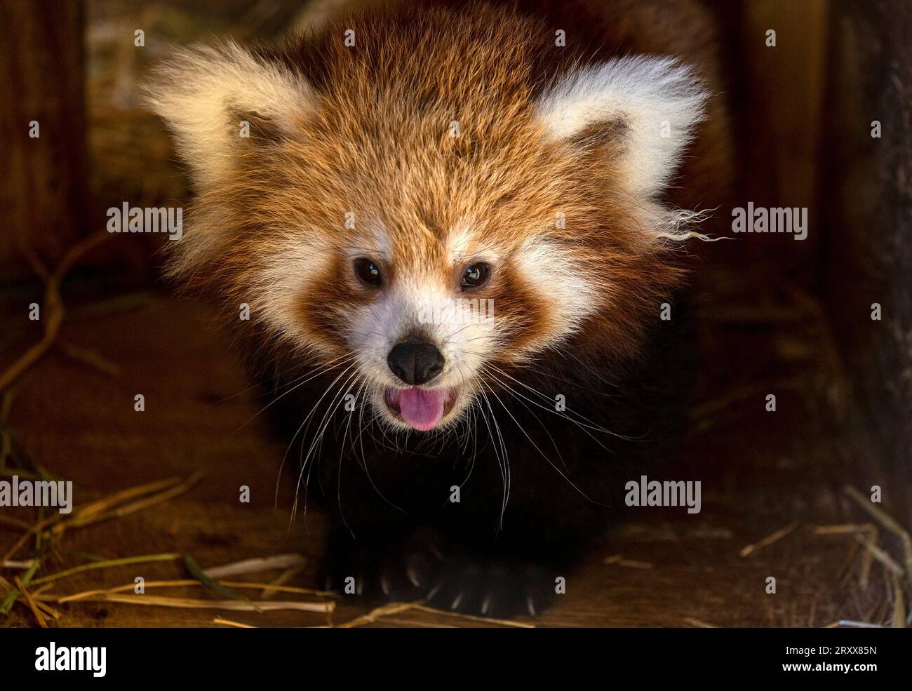 (230927) -- ATENE, 27 settembre 2023 (Xinhua) -- questa foto scattata il 25 settembre 2023 mostra un panda rosso di tre mesi nel Parco Zoologico Attica ad Atene, in Grecia. Un panda rosso nato tre mesi fa in Grecia aspetta di essere nominato. Il parco zoologico dell'Attica, in un sobborgo della capitale greca, ha lanciato un sondaggio sui social media martedì, chiedendo al pubblico di scegliere un nome per lei, Antonis Balas, capo custode dei mammiferi, ha detto a Xinhua mercoledì. Gli amanti degli animali hanno tempo fino al 29 settembre per votare per uno dei nomi suggeriti: Mai, Aiko Nami o Ban. Il panda rosso, originario dell'Himalaya orientale Foto Stock