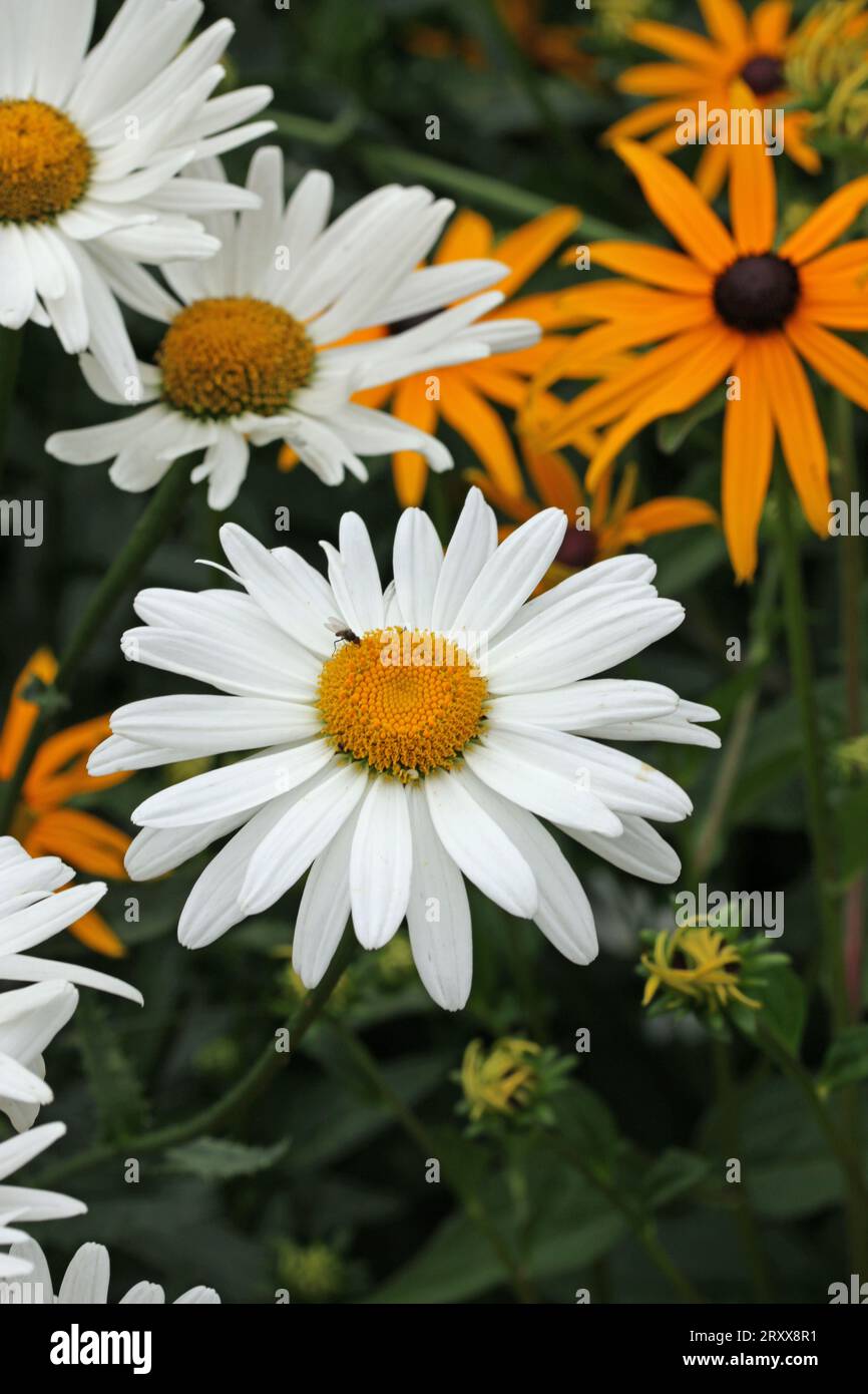 Margherita Shasta bianca, superbo Leucanthemum, di varietà sconosciuta, fiori da vicino con uno sfondo sfocato di foglie. Foto Stock