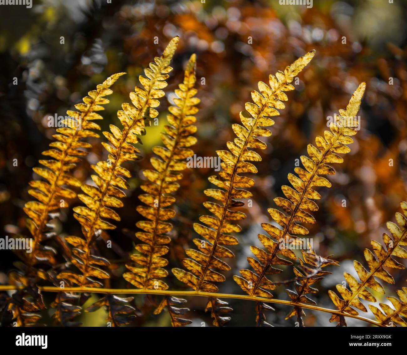 Browning Fern parte in autunno Foto Stock