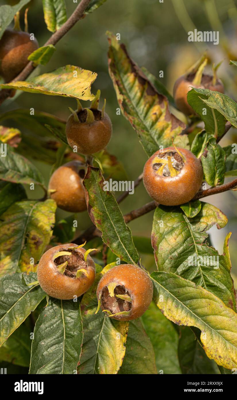 Medlar.: Mespilus germanica. 'Nottingham'. Frutta. Foto Stock