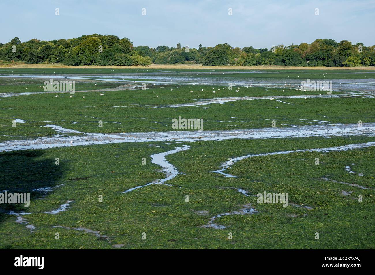 Fioritura di alghe vista sopra l'area della baia di Holes del porto di Poole nel Dorset con la bassa marea. Gli agricoltori della zona della contea da cui le acque sotterranee e i fiumi fluiscono nel mare si trovano di fronte alla necessità di ridurre drasticamente la quantità di azoto di cui le loro aziende agricole sono ritenute responsabili, in quanto vengono accusati della quantità di alghe presenti nel harbor. Ci sono anche una serie di sbocchi fognari che alimentano il sistema fluviale che alimenta questa parte del secondo porto naturale più grande del mondo e quindi gli agricoltori si sentono naturalmente arrabbiati di essere accusati Foto Stock